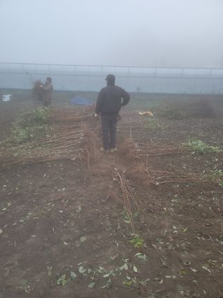 일심묘목농원님의 자유주제 · 자유게시판 작성글 사진