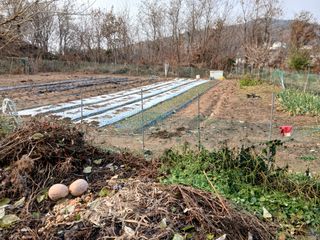 노유택 님의 마늘 · 영농일지 작성글 사진