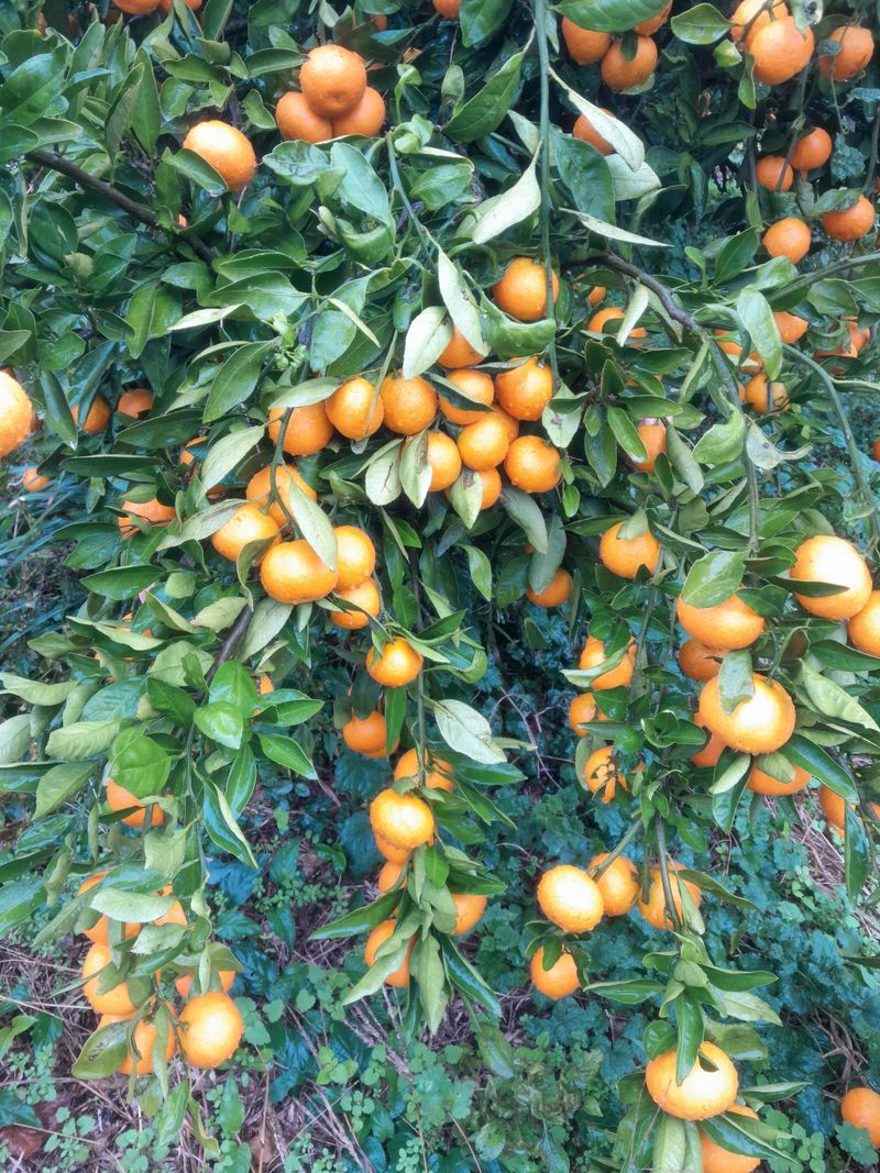 대정골귤꽃농원님의 장터 판매 상품 [대정 달달한 대과 마감됐습니다 ] 첨부 사진