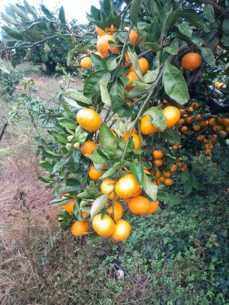 대정골귤꽃농원님의 장터 판매 상품 [대정 달달한 대과 마감됐습니다 ] 첨부 사진