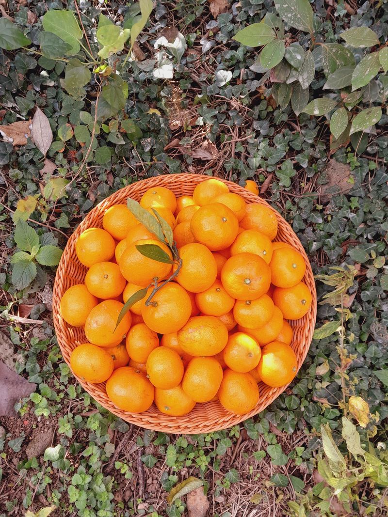 대정골귤꽃농원님의 장터 판매 상품 [대정 달달한 대과 마감됐습니다 ] 첨부 사진