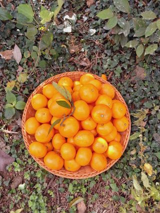 대정골귤꽃농원님의 작성글 사진