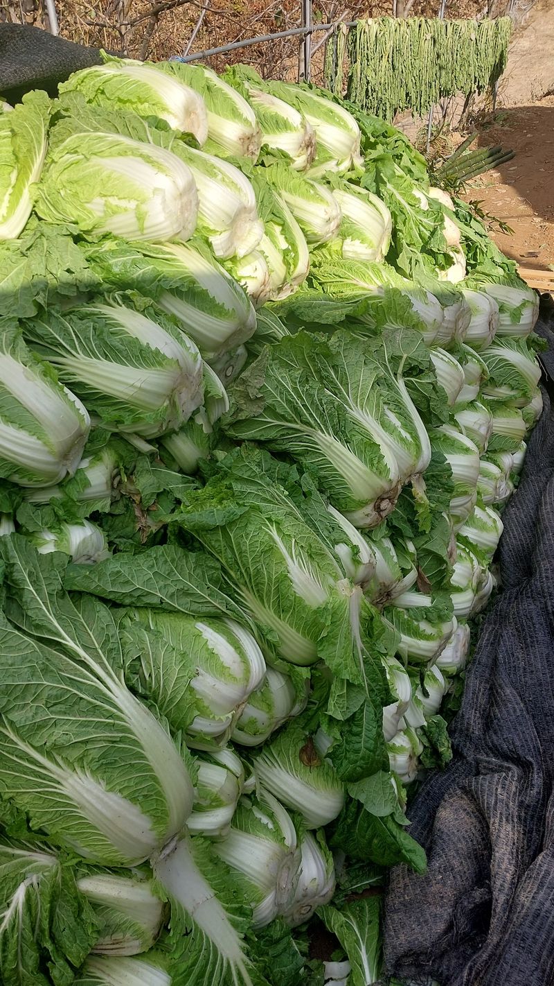 장터 상품 [절임배추올림니다(20)키로(거래완료)] 썸네일