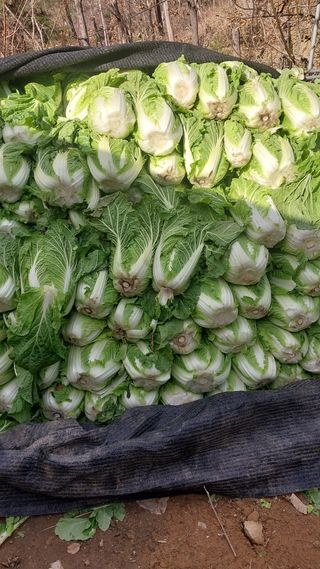 손경식드림농장님의 작성글 사진