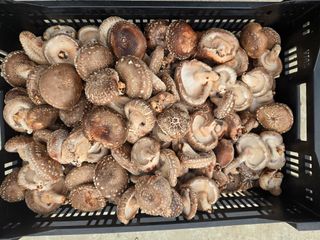 인더숲 님의 12월 작물 자랑하기 · 참여글 작성글 사진