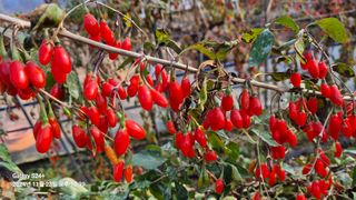 뫼랑님의 12월 작물 자랑하기 · 참여글 작성글 사진