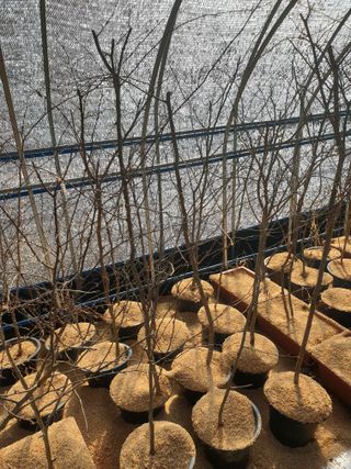 고추29286님의 12월 작물 자랑하기 · 참여글 작성글 사진