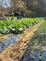 팜모닝 12월 작물 자랑하기·참여글 게시글 이미지