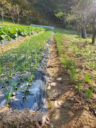 김임규님의 12월 작물 자랑하기 · 참여글 작성글 사진