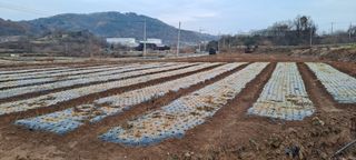 김영만님의 12월 작물 자랑하기 · 참여글 작성글 사진