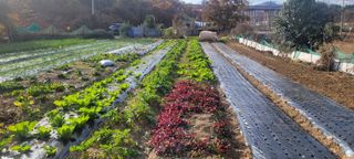 차동근님의 12월 작물 자랑하기 · 참여글 작성글 사진