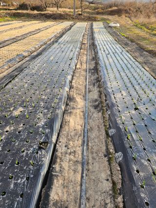 배성은365님의 12월 작물 자랑하기 · 참여글 작성글 사진