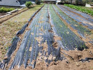 김장수님의 12월 작물 자랑하기 · 참여글 작성글 사진
