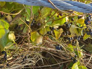 영흥천국님의 자유주제 · 자유게시판 작성글 사진