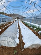 팜모닝 12월 작물 자랑하기·참여글 게시글 이미지