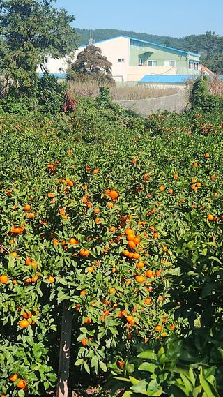 김행복님의 12월 작물 자랑하기 · 참여글 작성글 사진