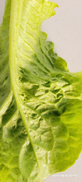 평심승님의 상추 · 병해충상담 작성글 사진