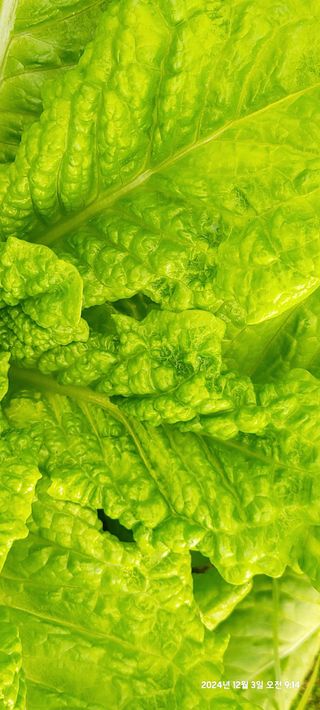 평심승님의 상추 · 병해충상담 작성글 사진