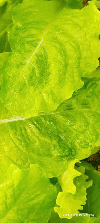 평심승님의 상추 · 병해충상담 작성글 사진