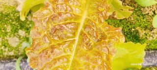 평심승님의 상추 · 병해충상담 작성글 사진