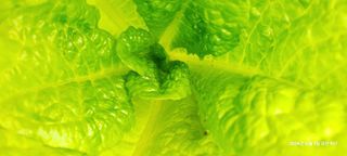 평심승님의 상추 · 병해충상담 작성글 사진