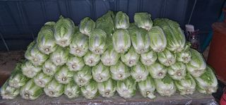 대박기원님의 12월 작물 자랑하기 · 참여글 작성글 사진