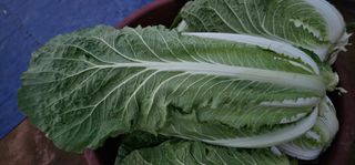 대박기원님의 12월 작물 자랑하기 · 참여글 작성글 사진