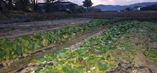 대박기원님의 12월 작물 자랑하기 · 참여글 작성글 사진