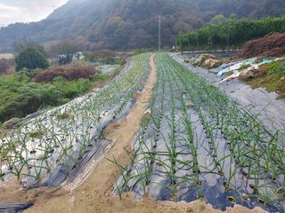 효우필독님의 12월 작물 자랑하기 · 참여글 작성글 사진