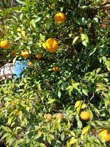 팜모닝 12월 작물 자랑하기·참여글 게시글 이미지