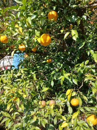 들국화님의 12월 작물 자랑하기 · 참여글 작성글 사진