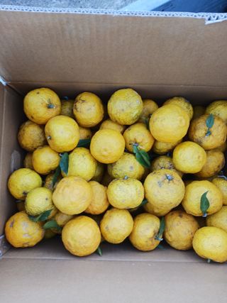 들국화님의 12월 작물 자랑하기 · 참여글 작성글 사진