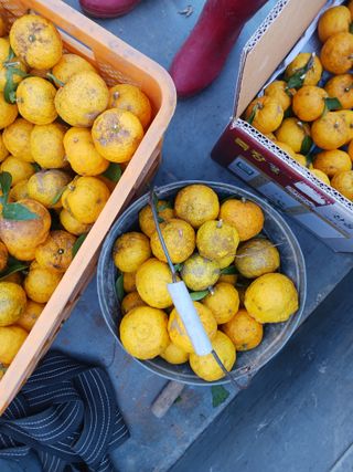 들국화님의 12월 작물 자랑하기 · 참여글 작성글 사진