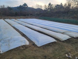 윤병주님의 기타작물 · 영농일지 작성글 사진