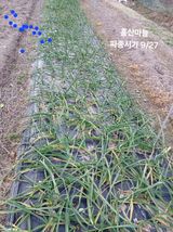 팜모닝 자유주제·자유게시판 게시글 이미지