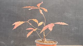 이정운님의 12월 작물 자랑하기 · 참여글 작성글 사진