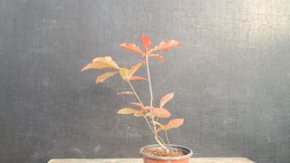 이정운님의 12월 작물 자랑하기 · 참여글 작성글 사진