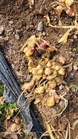 팜모닝 12월 작물 자랑하기·참여글 게시글 이미지