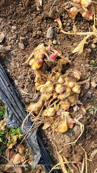 고구마14949님의 12월 작물 자랑하기 · 참여글 작성글 사진