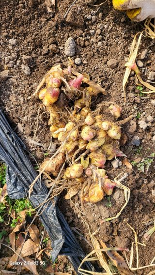 고구마14949님의 12월 작물 자랑하기 · 참여글 작성글 사진