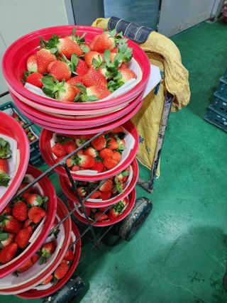 김장수님의 딸기 · 영농일지 작성글 사진