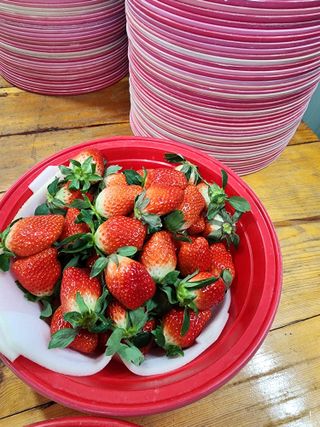 김장수님의 딸기 · 영농일지 작성글 사진