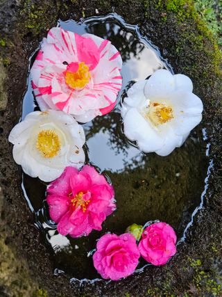 경희아짐님의 자유주제 · 자유게시판 작성글 사진