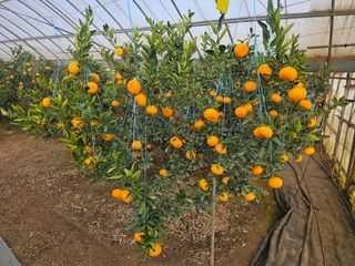 예준예성빠님의 12월 작물 자랑하기 · 참여글 작성글 사진