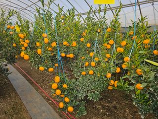 예준예성빠님의 12월 작물 자랑하기 · 참여글 작성글 사진