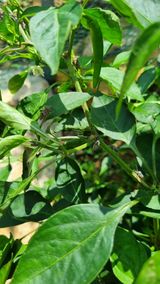 팜모닝 고추·병해충상담 게시글 이미지