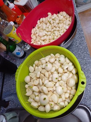 토마토16301님의 12월 작물 자랑하기 · 참여글 작성글 사진