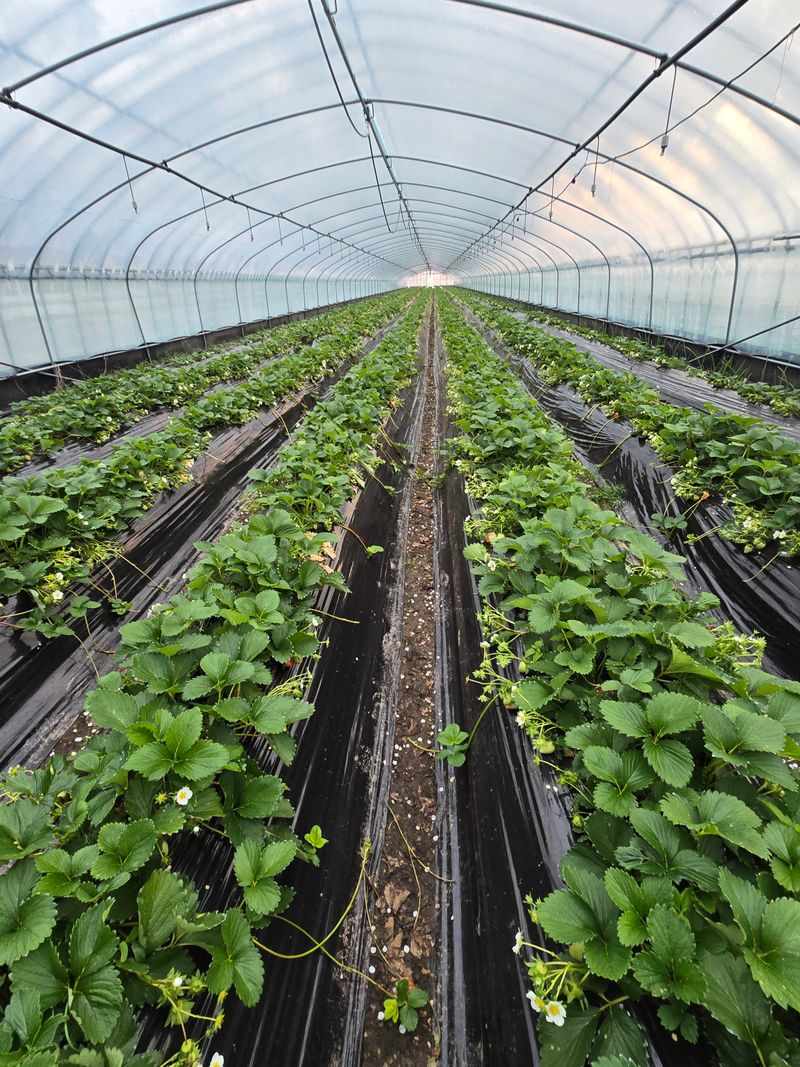 강미향님의 장터 판매 상품 [순천선우네 무농약딸기 판매합니다.] 첨부 사진