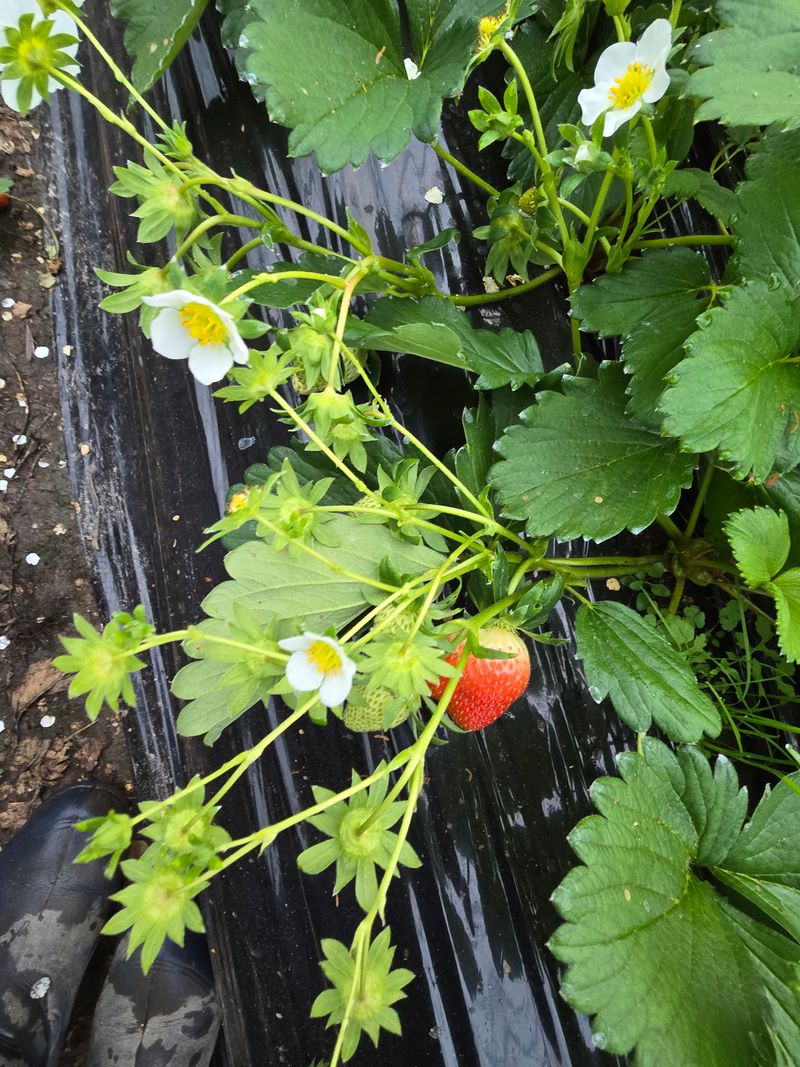강미향님의 장터 판매 상품 [순천선우네 무농약딸기 판매합니다.] 첨부 사진