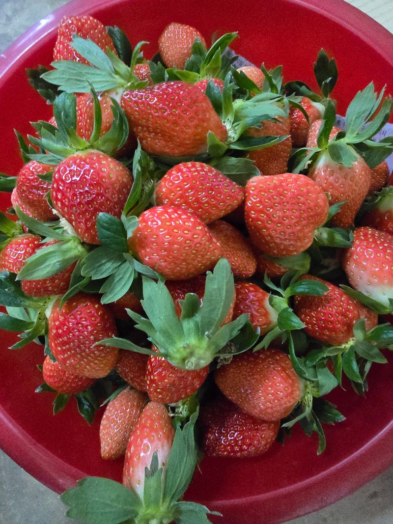 강미향님의 장터 판매 상품 [순천선우네 무농약딸기 판매합니다.] 첨부 사진